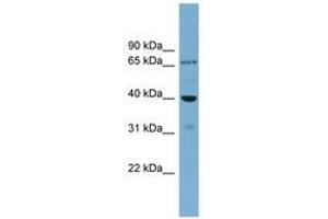 Image no. 1 for anti-H2A Histone Family, Member Y2 (H2AFY2) (AA 143-192) antibody (ABIN6744157)