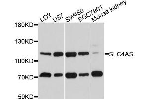 Western blot analysis of extracts of various cell lines, using SLC4A5 antibody (ABIN4905205) at 1:1000 dilution. (NBC4 Antikörper)