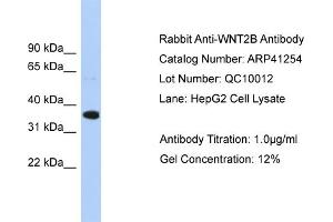 Western Blotting (WB) image for anti-Wingless-Type MMTV Integration Site Family, Member 2B (WNT2B) (Middle Region) antibody (ABIN2776710)