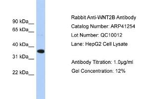 WB Suggested Antibody  Titration: 1. (WNT2B Antikörper  (Middle Region))