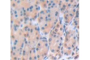 IHC-P analysis of Mouse Tissue, with DAB staining. (Gastrokine 3 Antikörper  (AA 38-177))
