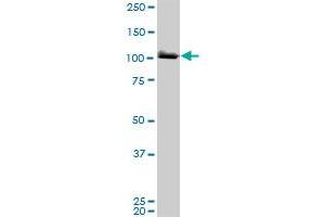 MCM3 monoclonal antibody (M01A), clone 4F7. (MCM3 Antikörper  (AA 699-808))