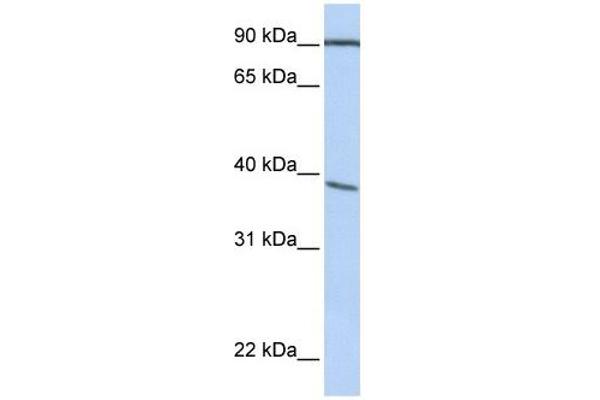 POPDC3 Antikörper  (C-Term)