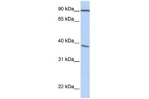 POPDC3 antibody used at 1 ug/ml to detect target protein.