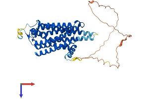 Adenosine A2a Receptor Protein (ADORA2A) (AA 1-410) (His tag)
