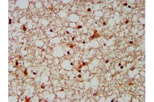 IHC image of ABIN7148695 diluted at 1:300 and staining in paraffin-embedded human brain tissue performed on a Leica BondTM system. (MUS81 Antikörper  (AA 82-265))