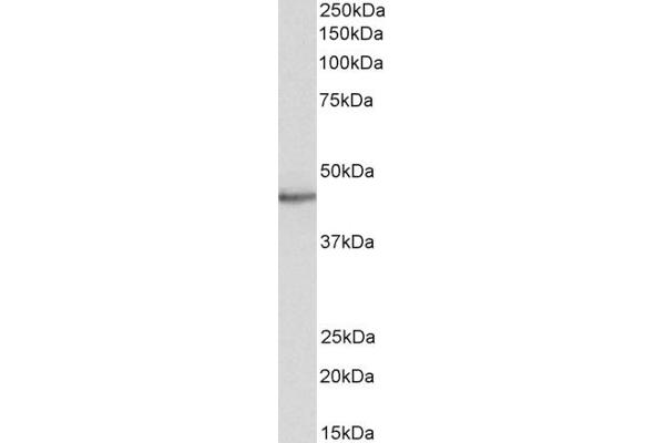 STAP2 Antikörper  (C-Term)