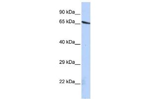 Western Blotting (WB) image for anti-Olfactomedin-Like 2A (OLFML2A) antibody (ABIN2459671) (OLFML2A Antikörper)