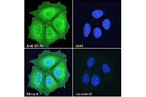 ABIN334524 Immunofluorescence analysis of paraformaldehyde fixed MCF7 cells, permeabilized with 0. (VTCN1 Antikörper  (Internal Region))