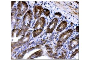 IHC analysis of CD147/Bsg using anti-CD147/Bsg antibody (ABIN7601575).