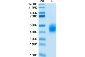 Biotinylated Human LILRA5 on Tris-Bis PAGE under reduced condition. (LILRA5 Protein (AA 42-268) (His-Avi Tag,Biotin))