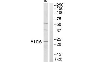 Western blot analysis of extracts from 3T3 cells, using VTI1A antibody.
