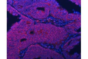 IF analysis of Septin 2/SEPTIN2 using anti-Septin 2/SEPTIN2 antibody (ABIN7599275). (Septin 2 Antikörper  (AA 1-326))