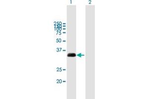 Western Blot analysis of TXNDC1 expression in transfected 293T cell line by TXNDC1 MaxPab polyclonal antibody.