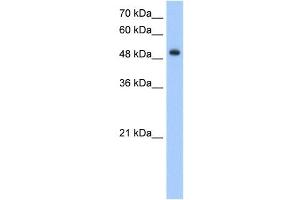 DNER antibody (20R-1277) used at 0. (DNER Antikörper  (Middle Region))
