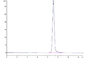 The purity of Cynomolgus carbonic anhydrase XII is greater than 95 % as determined by SEC-HPLC. (CA12 Protein (AA 25-299) (His tag))