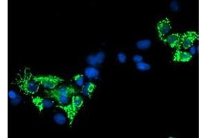 Anti-SIRT5 mouse monoclonal antibody (ABIN2454822) immunofluorescent staining of COS7 cells transiently transfected by pCMV6-ENTRY SIRT5 (RC200189). (SIRT5 Antikörper)