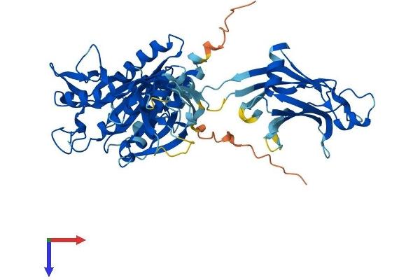 CPNE7 Protein (AA 1-557) (His tag)