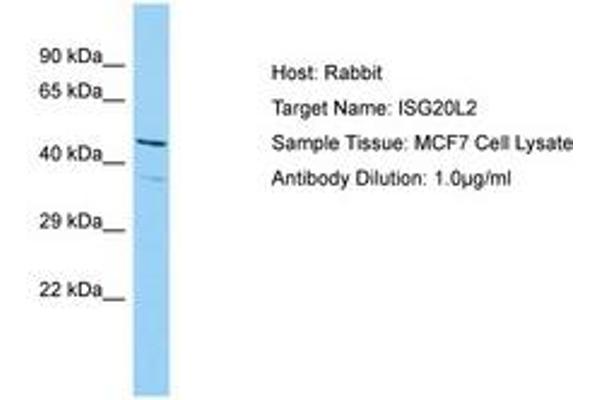 ISG20L2 Antikörper  (AA 115-164)