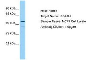 Image no. 1 for anti-Interferon Stimulated Exonuclease Gene 20kDa-Like 2 (ISG20L2) (AA 115-164) antibody (ABIN6750203) (ISG20L2 Antikörper  (AA 115-164))