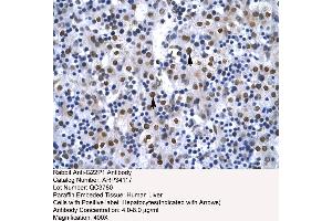 Human Liver (XRCC6 Antikörper  (N-Term))