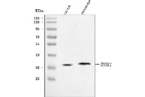 Western blot analysis of ROM1 using anti-ROM1 antibody (ABIN7601303).