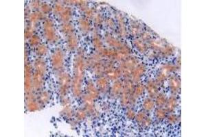IHC-P analysis of Mouse Kidney Tissue, with DAB staining. (S100B Antikörper  (AA 1-92))
