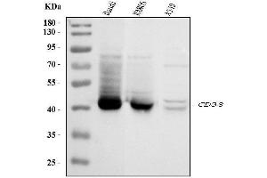 Western blot analysis of CD38 using anti-CD38 antibody (ABIN7602815). (CD38 Antikörper  (C-Term))