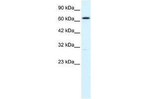 KCNN2 antibody used at 1. (KCNN2 Antikörper  (C-Term))