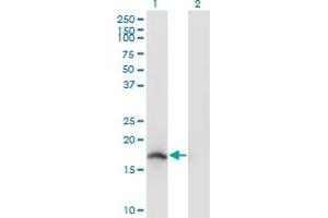 Western Blot analysis of NENF expression in transfected 293T cell line by NENF monoclonal antibody (M04), clone 7D10.