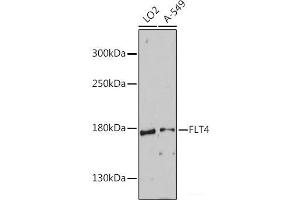 Western blot analysis of extracts of various cell lines using FLT4 Polyclonal Antibody at dilution of 1:1000. (FLT4 Antikörper)