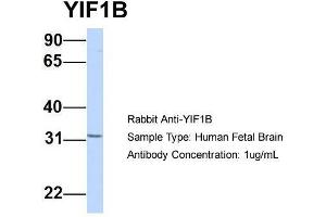 Host:  Rabbit  Target Name:  YIF1B  Sample Type:  Human Fetal Brain  Antibody Dilution:  1. (YIF1B Antikörper  (Middle Region))