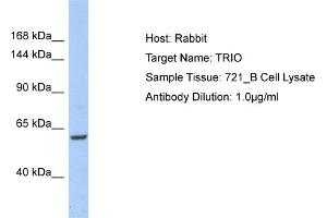 Host: Rabbit Target Name: TRIO Sample Type: 721_B Whole Cell lysates Antibody Dilution: 1. (TRIO Antikörper  (C-Term))