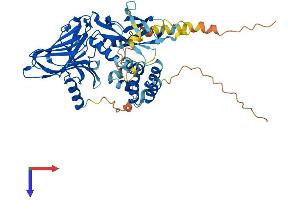 UNC5CL Protein (AA 1-518) (His tag)