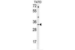 CTSZ Antibody (N-term) western blot analysis in T47D cell line lysates (35µg/lane). (Cathepsin Z Antikörper  (N-Term))