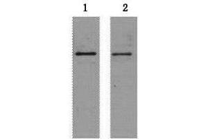 Western Blot analysis of 2 μg S-Tag fusion protein using S-Tag Monoclonal Antibody at dilution of 1) 1:5000 2) 1:10000. (S-Tag Antikörper)