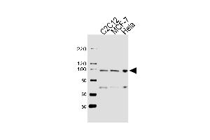 Western blot analysis of lysates from C2C12, MCF-7, Hela cell line (from left to right), using HSP90B1 Antibody (Center) (ABIN655868 and ABIN2845274). (GRP94 Antikörper  (AA 460-487))