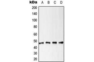 Western blot analysis of Cytokeratin 18 (pS52) expression in HeLa (A), MCF7 (B), NIH3T3 (C), PC12 (D) whole cell lysates.