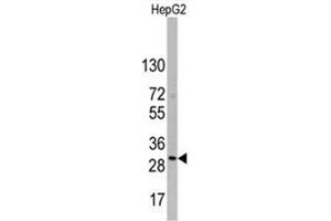 Image no. 1 for anti-CD9 (CD9) (Middle Region) antibody (ABIN5552041) (CD9 Antikörper  (Middle Region))