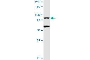 TAGAP MaxPab rabbit polyclonal antibody. (TAGAP Antikörper  (AA 1-731))