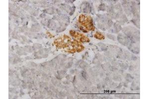 Image no. 1 for anti-Vesicle-Associated Membrane Protein 1 (Synaptobrevin 1) (VAMP1) (AA 28-97) antibody (ABIN598952) (VAMP1 Antikörper  (AA 28-97))