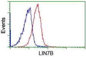Flow cytometric Analysis of Jurkat cells, using anti-LIN7B antibody (ABIN2453853), (Red), compared to a nonspecific negative control antibody, (Blue). (LIN7B Antikörper)