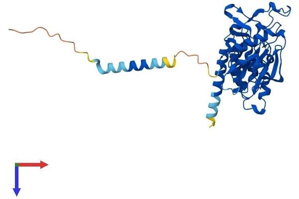 SGK196 Protein (AA 1-350) (His tag)