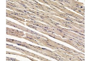 ABIN7096118 and ABIN7100180 at 1/100 staining rat muscle tissue by IHC-P. (USP47 Antikörper)