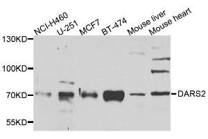 Western Blotting (WB) image for anti-Aspartyl-tRNA Synthetase 2, Mitochondrial (DARS2) (AA 406-645) antibody (ABIN6139409)