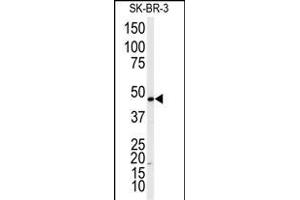 Western blot analysis of anti-ADRB2 Antibody  f in SK-BR-3 cell line lysates (35 μg/lane). (beta 2 Adrenergic Receptor Antikörper  (AA 364-393))