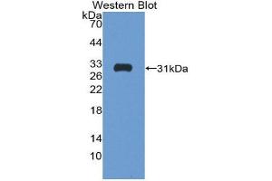 Western Blotting (WB) image for anti-Follistatin (FST) (AA 35-283) antibody (ABIN1868041) (Follistatin Antikörper  (AA 35-283))