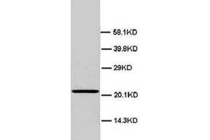 Western blot analysis of rat testis tissue lysate. (HMGB4 Antikörper  (N-Term))