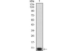 Western blot analysis using P2RY12 mAb against human P2RY12 (AA: extra mix) recombinant protein.