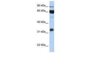 Image no. 1 for anti-Prostaglandin-Endoperoxide Synthase 1 (Prostaglandin G/H Synthase and Cyclooxygenase) (PTGS1) (AA 218-267) antibody (ABIN6738004)